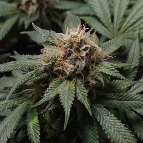 Baba-G 1.1 growlog timeline photo