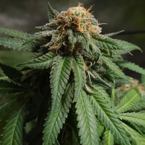 Starship 1.1 growlog timeline photo