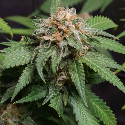 Starship 1.1 growlog timeline photo