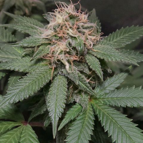 Baba-G 1.1 growlog timeline photo