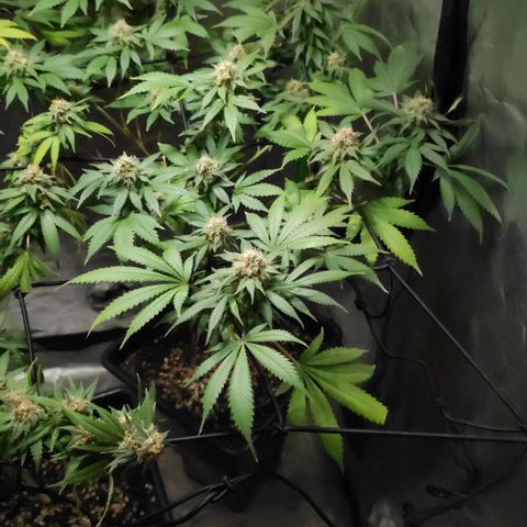 Baba-G 1.1 growlog timeline photo