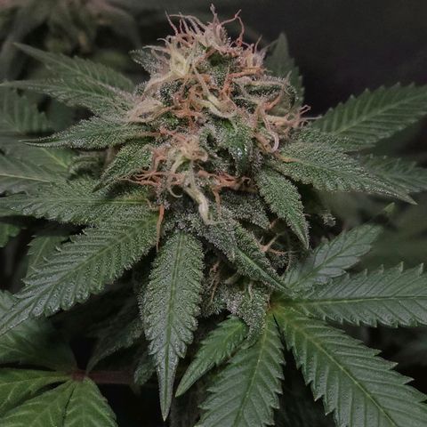 Baba-G 1.1 growlog timeline photo