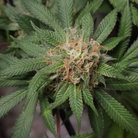Baba-G 1.1 growlog timeline photo