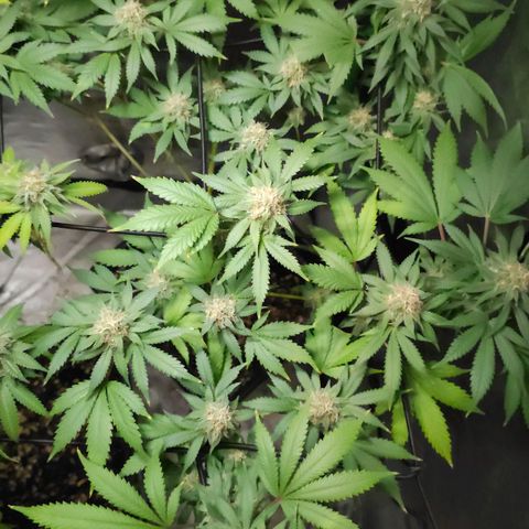 Baba-G 1.1 growlog timeline photo