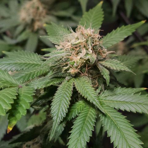 Baba-G 1.1 growlog timeline photo