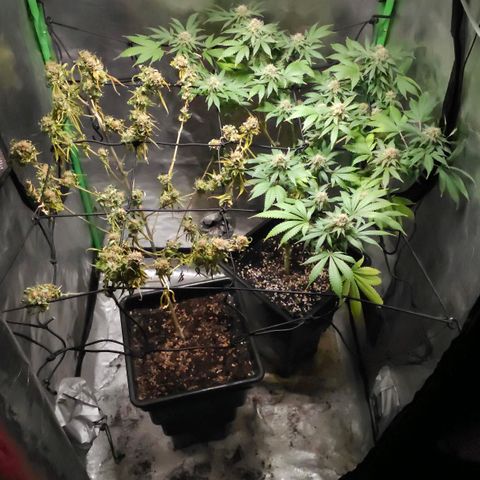 Baba-G 1.1 growlog timeline photo