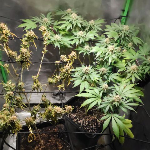 Baba-G 1.1 growlog timeline photo