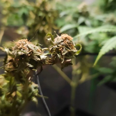 Starship 1.1 growlog timeline photo