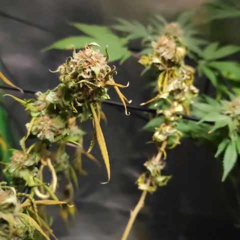 Starship 1.1 growlog timeline photo