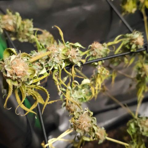 Starship 1.1 growlog timeline photo
