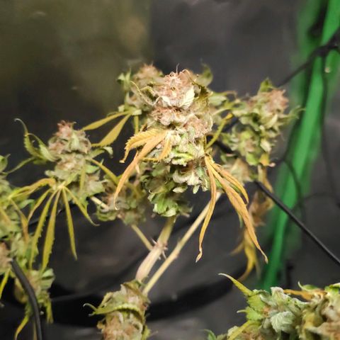 Starship 1.1 growlog timeline photo