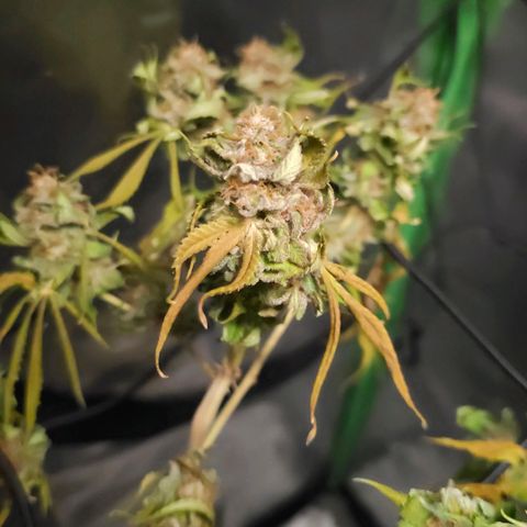 Starship 1.1 growlog timeline photo
