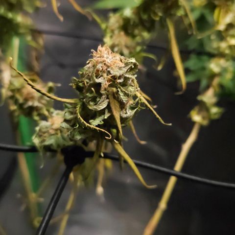 Starship 1.1 growlog timeline photo