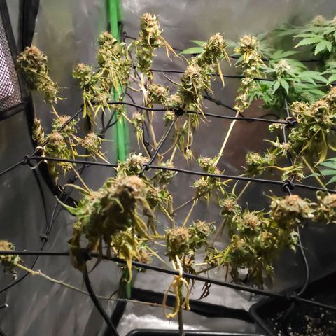 Starship 1.1 growlog timeline photo