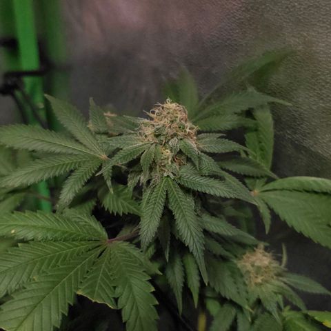 Baba-G 1.1 growlog timeline photo