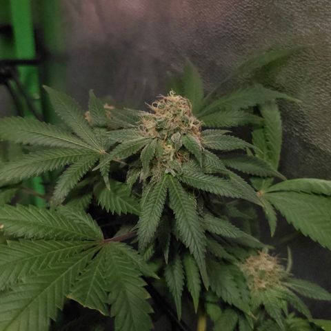 Baba-G 1.1 growlog timeline photo