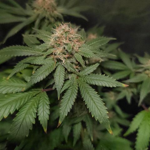 Baba-G 1.1 growlog timeline photo
