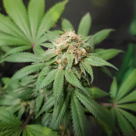 Baba-G 1.1 growlog timeline photo