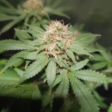 Baba-G 1.1 growlog timeline photo
