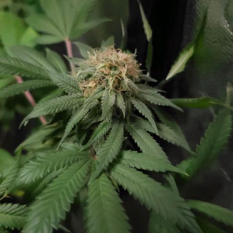 Baba-G 1.1 growlog timeline photo