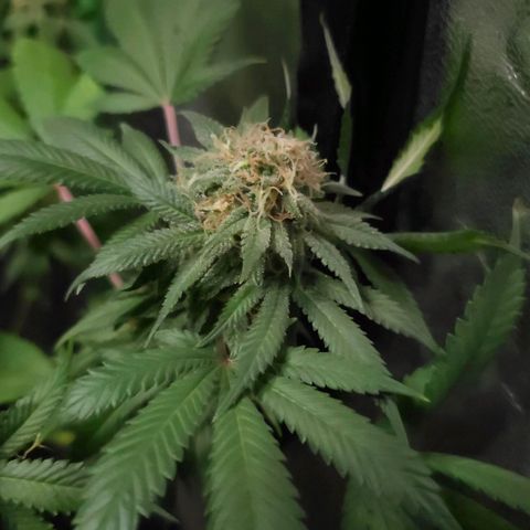 Baba-G 1.1 growlog timeline photo