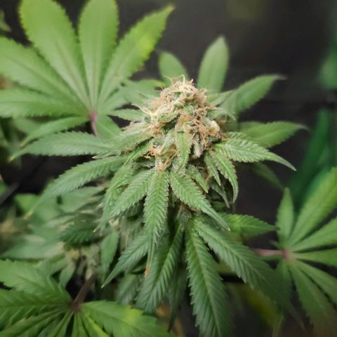 Baba-G 1.1 growlog timeline photo
