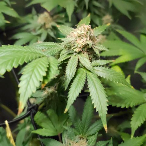 Baba-G 1.1 growlog timeline photo