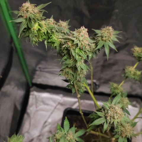 Baba-G 1.1 growlog timeline photo