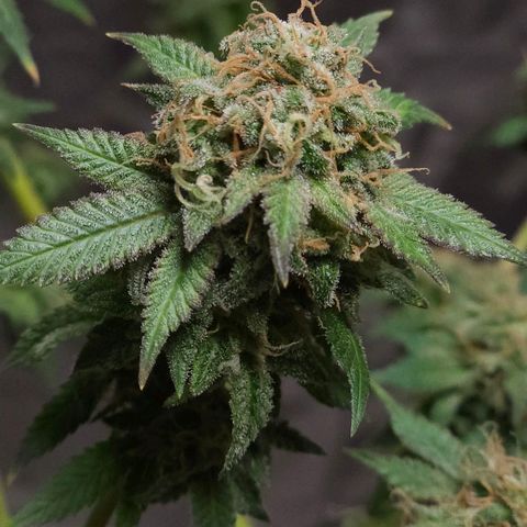 Baba-G 1.1 growlog timeline photo