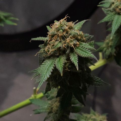 Baba-G 1.1 growlog timeline photo