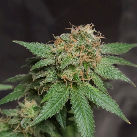 Baba-G 1.1 growlog timeline photo