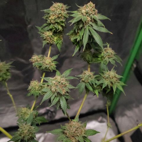 Baba-G 1.1 growlog timeline photo