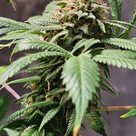 Baba-G 1.1 growlog timeline photo