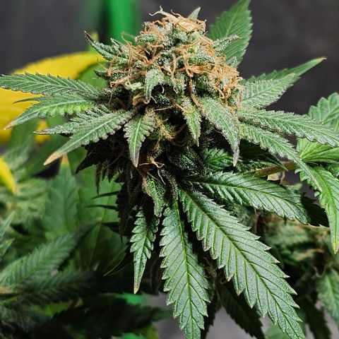 Baba-G 1.1 growlog timeline photo