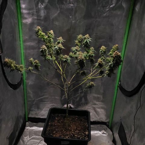 Baba-G 1.1 growlog timeline photo