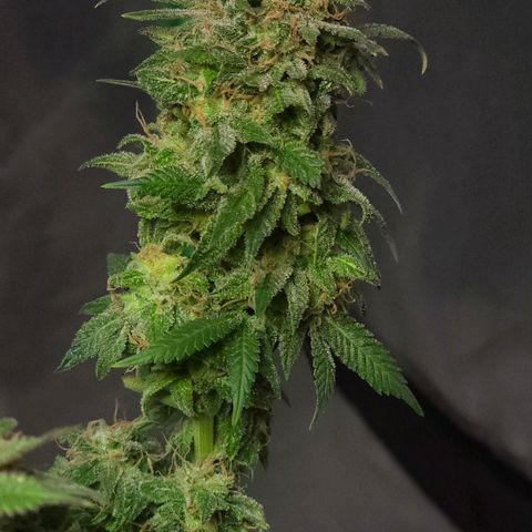 Baba-G 1.1 growlog timeline photo