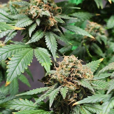 Baba-G 1.1 growlog timeline photo