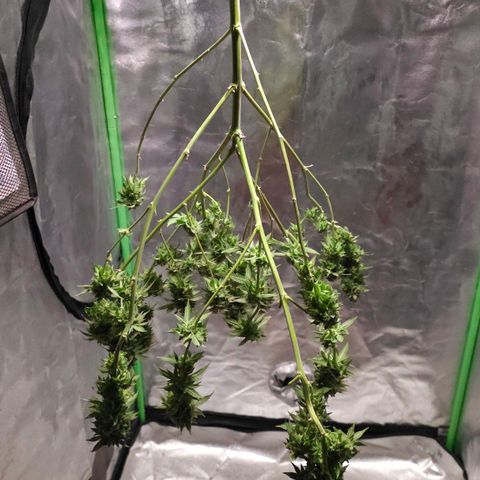 Baba-G 1.1 growlog timeline photo