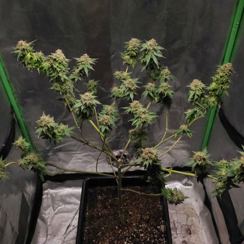 Baba-G 1.1 growlog timeline photo