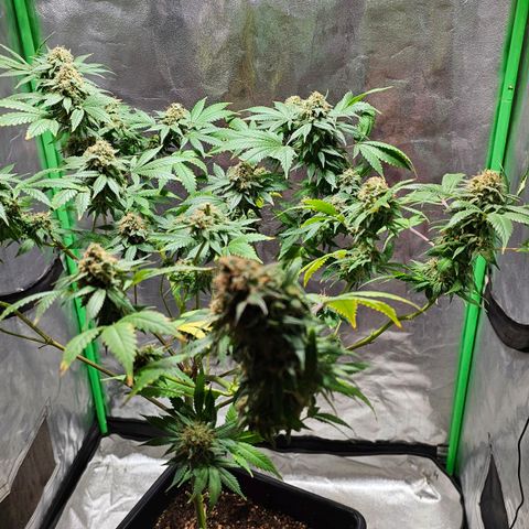 Baba-G 1.1 growlog timeline photo