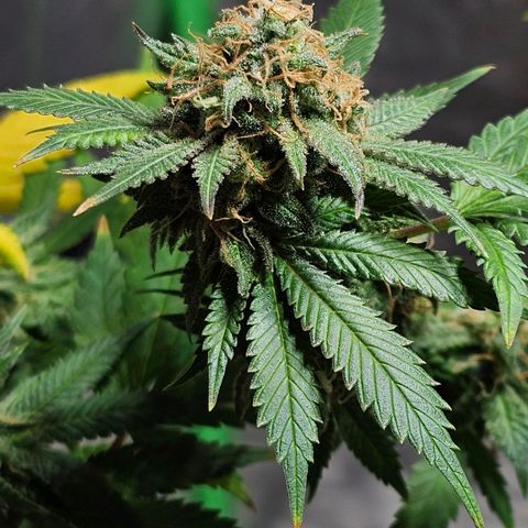 Baba-G 1.1 growlog timeline photo