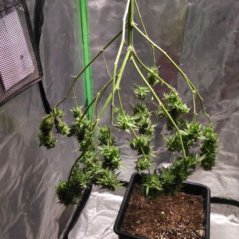 Baba-G 1.1 growlog timeline photo