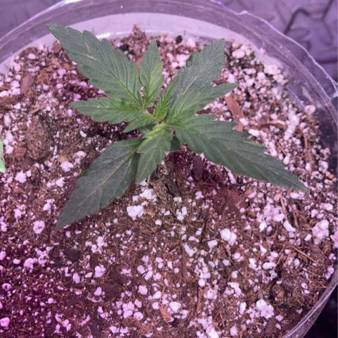 Bonnie  growlog timeline photo