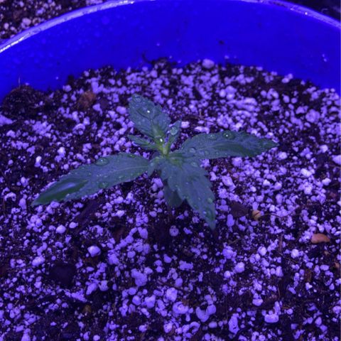 Bonnie  growlog timeline photo