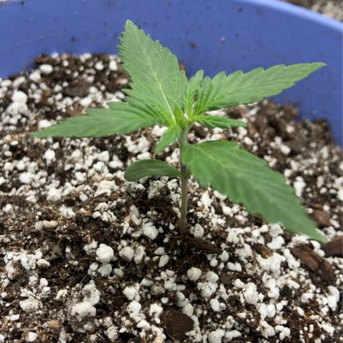 Bonnie  growlog timeline photo