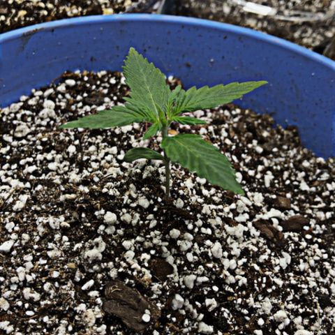 Bonnie  growlog timeline photo
