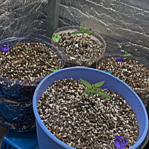 Bonnie  growlog timeline photo