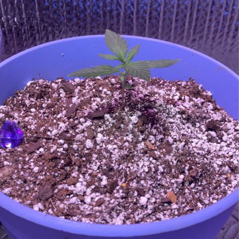 Bonnie  growlog timeline photo