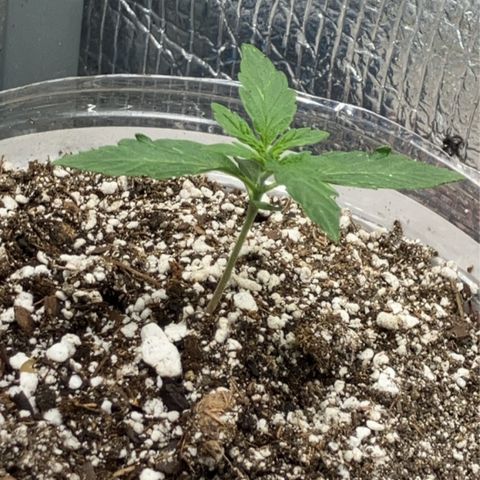 Bonnie  growlog timeline photo