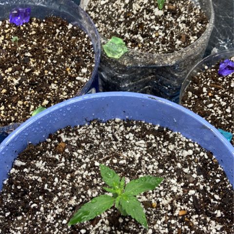 Bonnie  growlog timeline photo